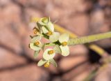 Euphorbia regis-jubae