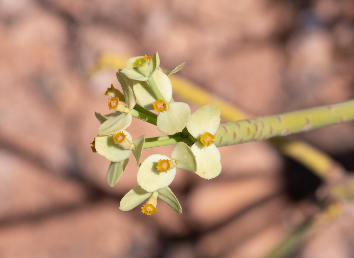 Image of Euphorbia regis-jubae specimen.