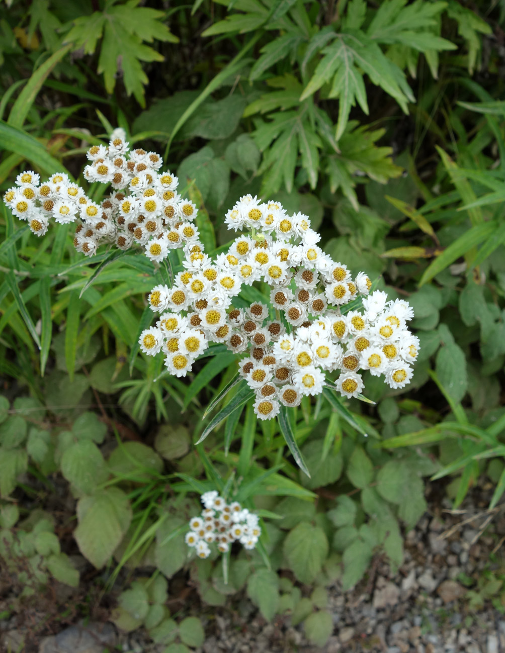 Изображение особи Anaphalis margaritacea.