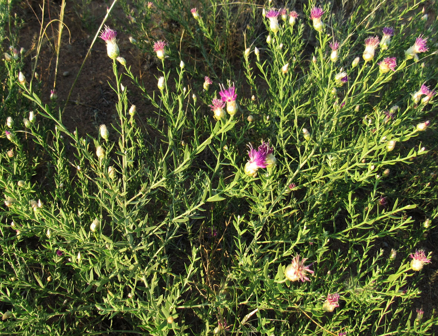 Image of Acroptilon repens specimen.