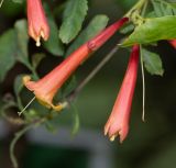 Tecoma fulva ssp. arequipensis