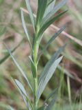 Linaria biebersteinii