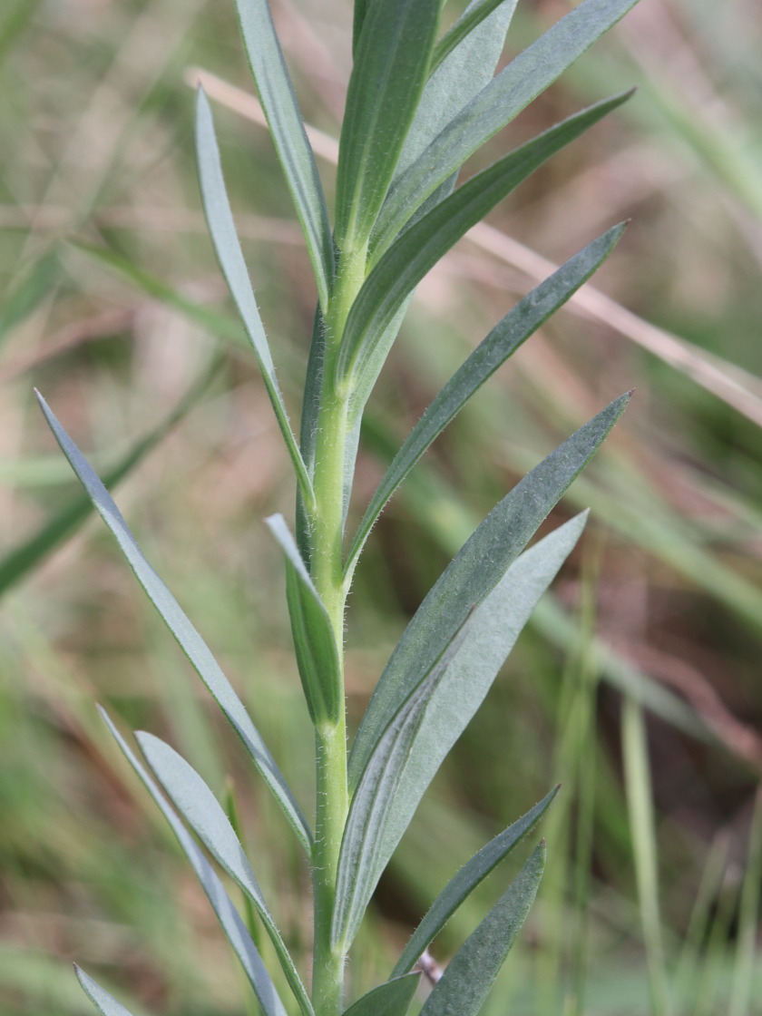 Image of Linaria biebersteinii specimen.