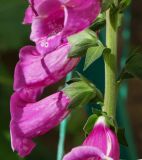 Digitalis purpurea