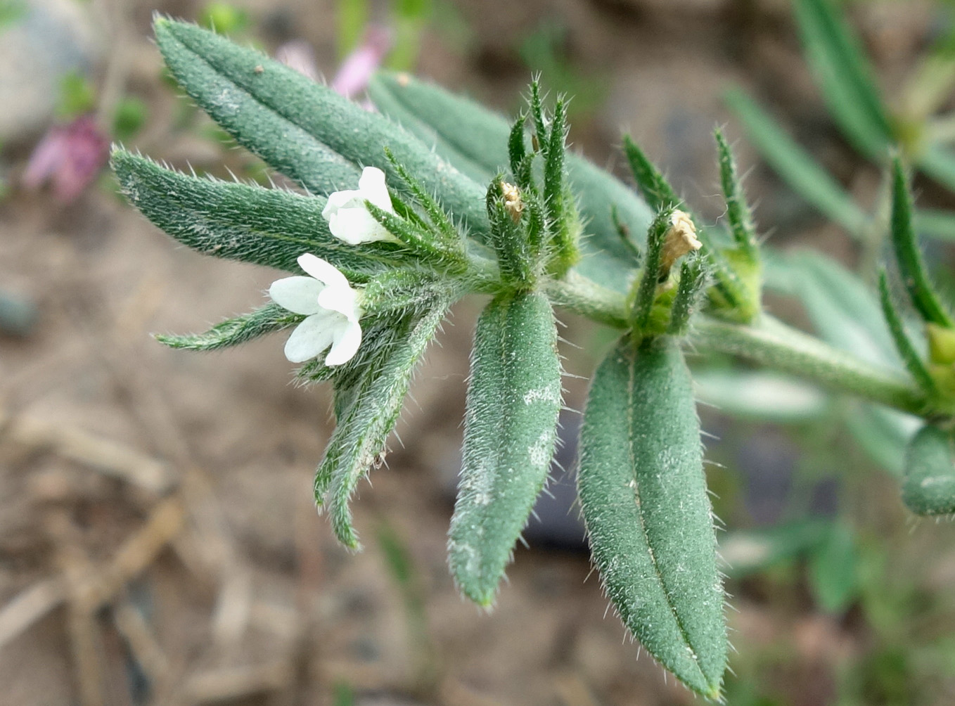 Image of Buglossoides arvensis specimen.