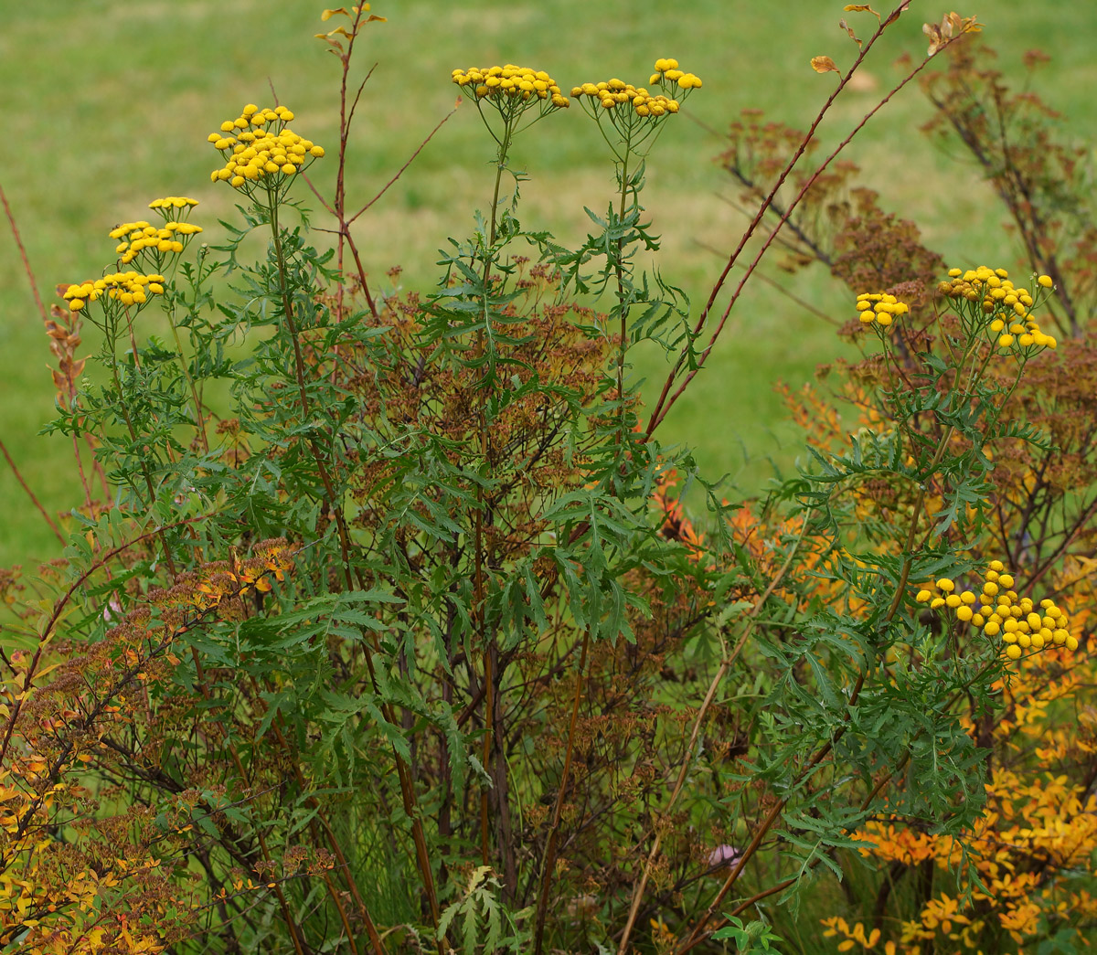 Image of Tanacetum vulgare specimen.