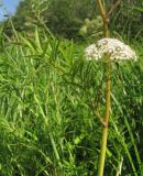 Cicuta virosa. Средняя часть растения с побегом обогащения. Архангельская обл., Вельский р-н, окр. пос. Усть-Шоноша, берег р. Вель. 13 июля 2010 г.