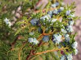 Platycladus orientalis. Веточка с шишками. Кыргызстан, Иссык-Кульская обл., восточная окр. с. Бостери, территория Киргизского Взморья. 21.07.2015.