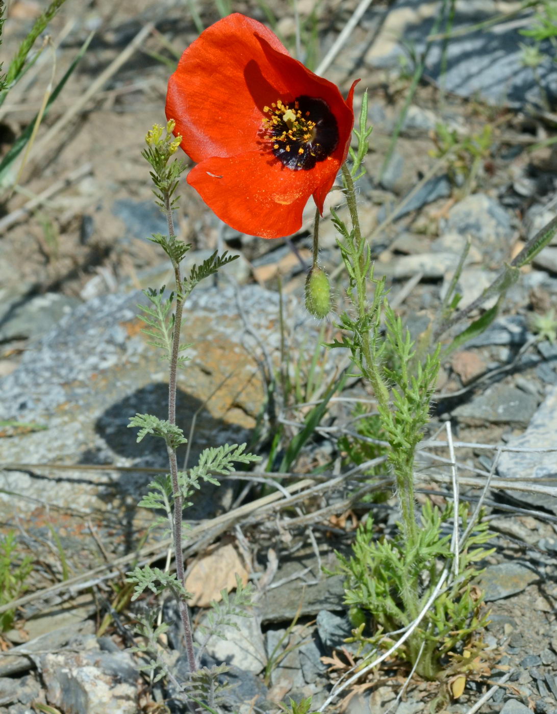 Image of Roemeria refracta specimen.