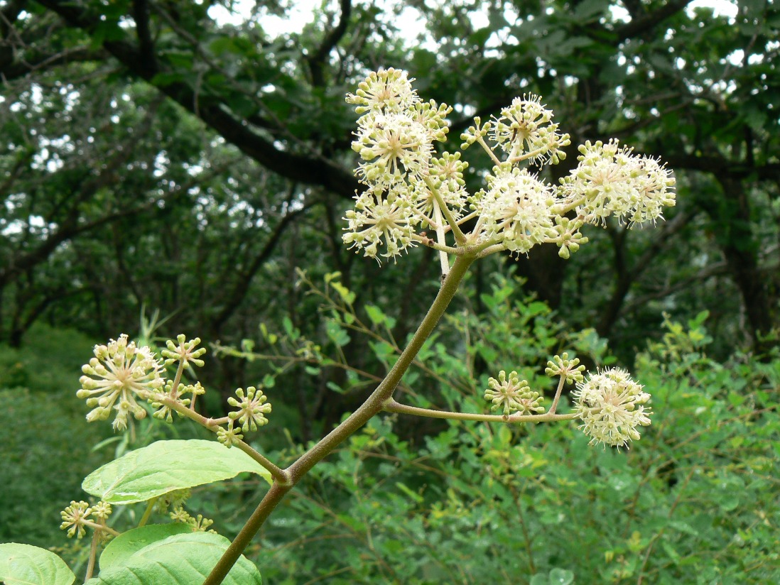 Изображение особи Aralia continentalis.