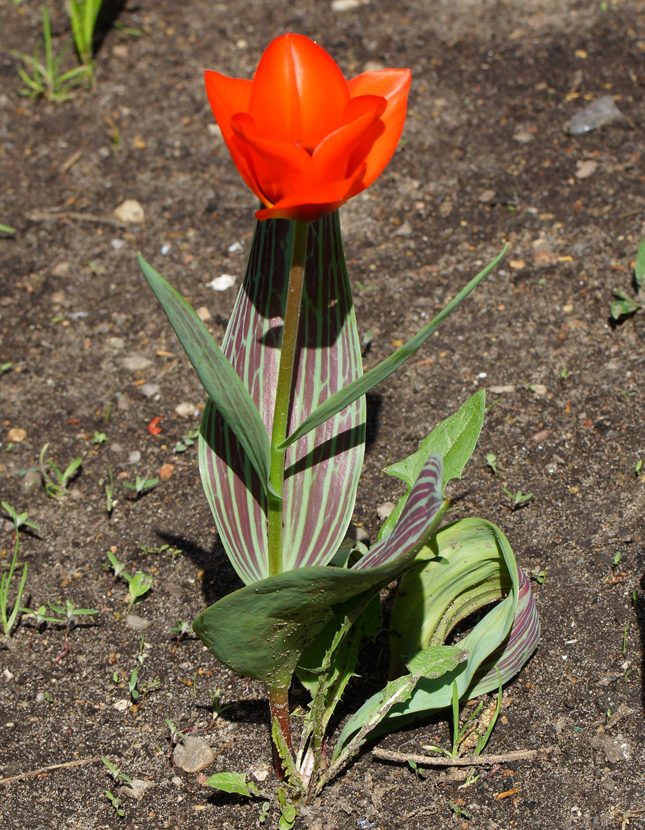 Image of Tulipa greigii specimen.