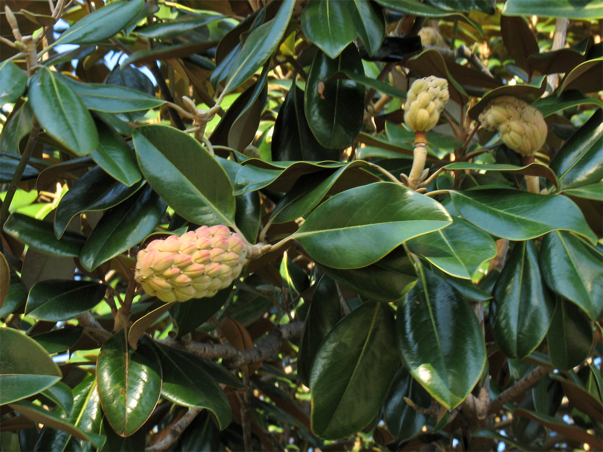 Image of Magnolia grandiflora specimen.