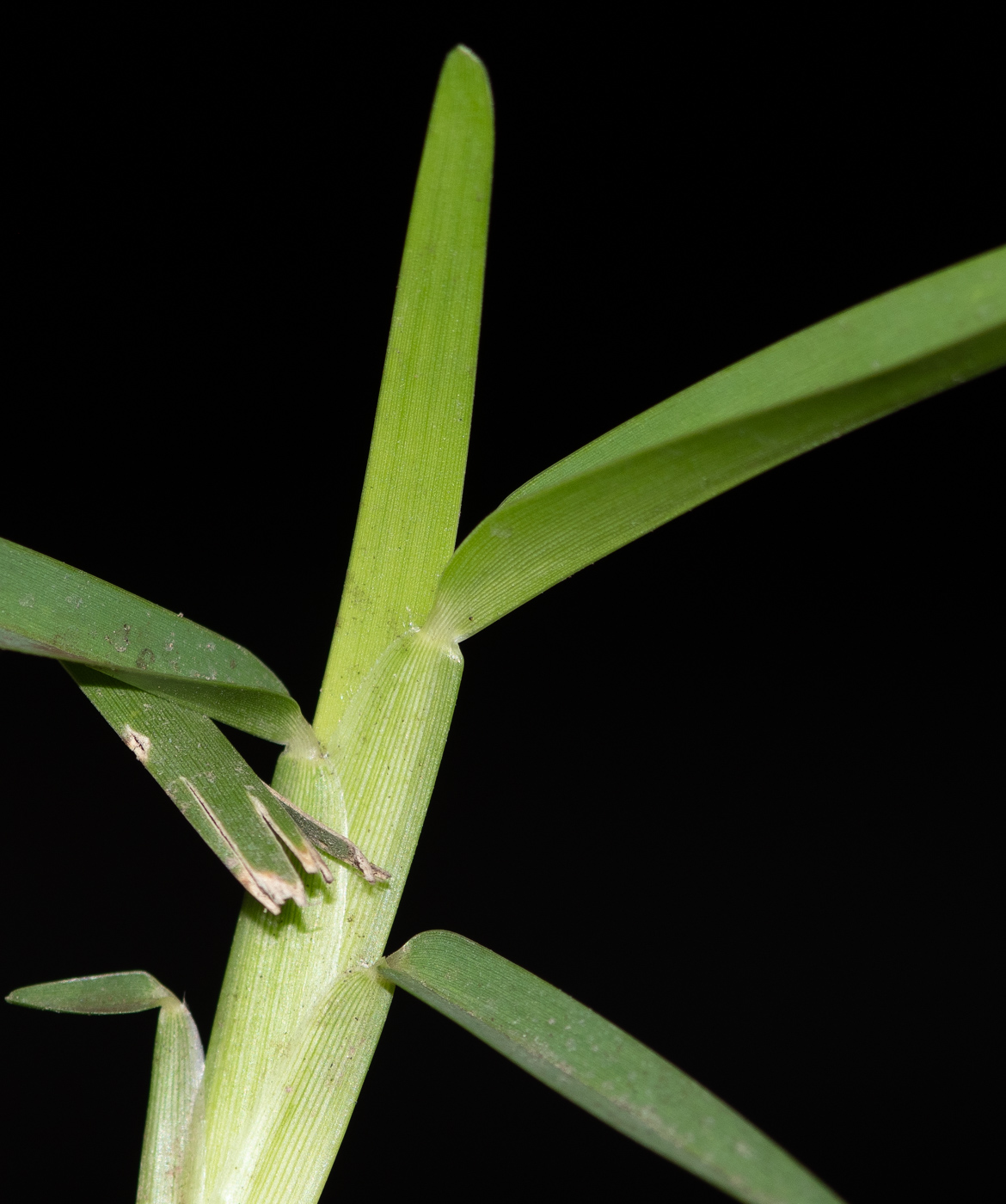 Изображение особи семейство Poaceae.