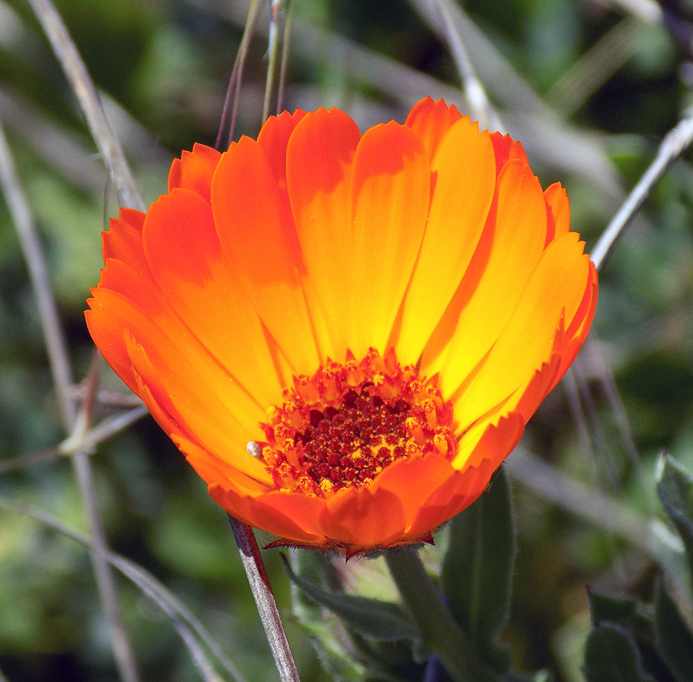 Изображение особи Calendula officinalis.