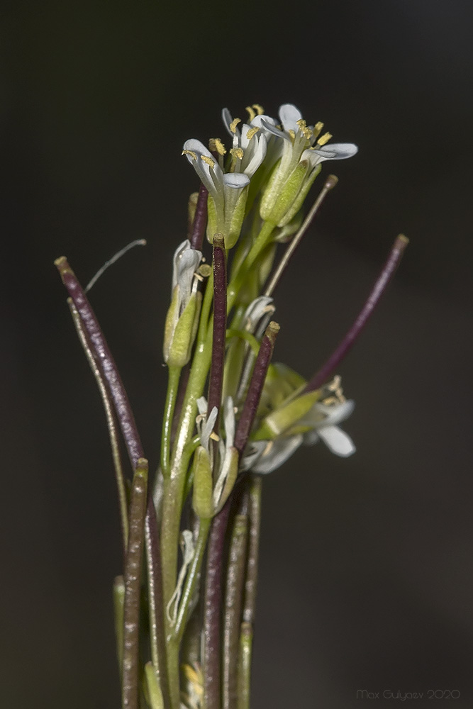 Image of Arabis sagittata specimen.