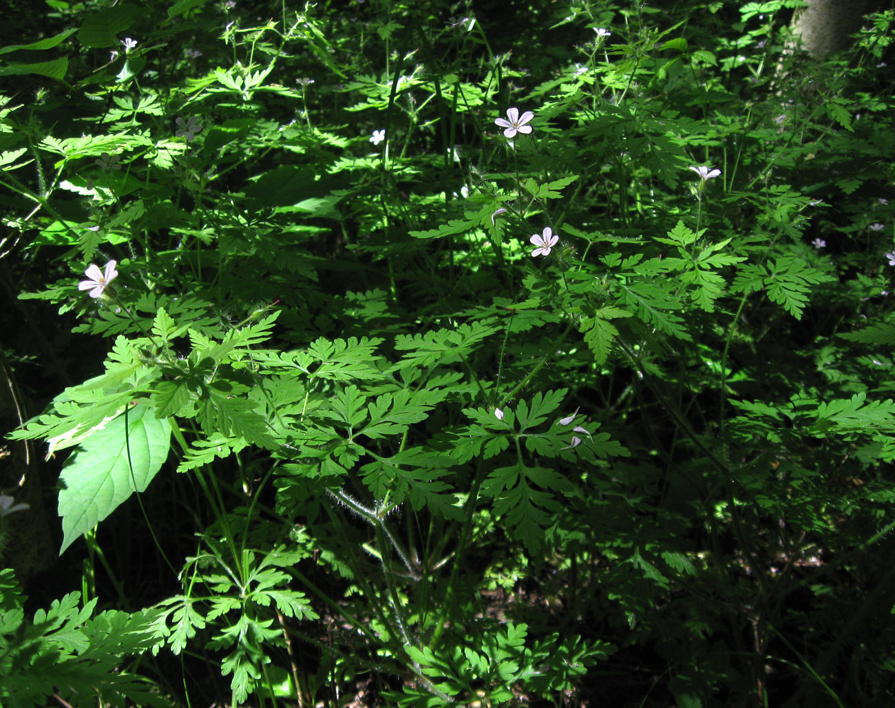 Image of Geranium robertianum specimen.