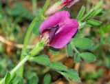 Vicia cordata