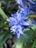 Scilla bithynica. Цветок. Великобритания, Шотландия, Эдинбург, Royal Botanic Garden Edinburgh, в культуре. 4 апреля 2008 г.