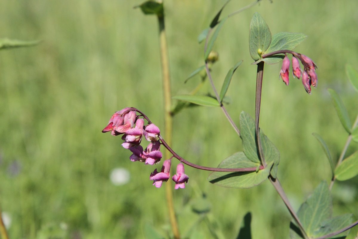 Image of Lathyrus pisiformis specimen.