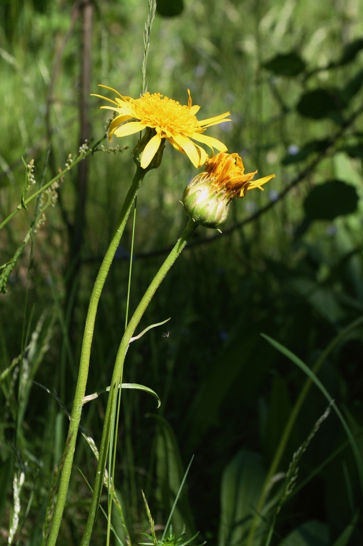 Изображение особи Scorzonera humilis.