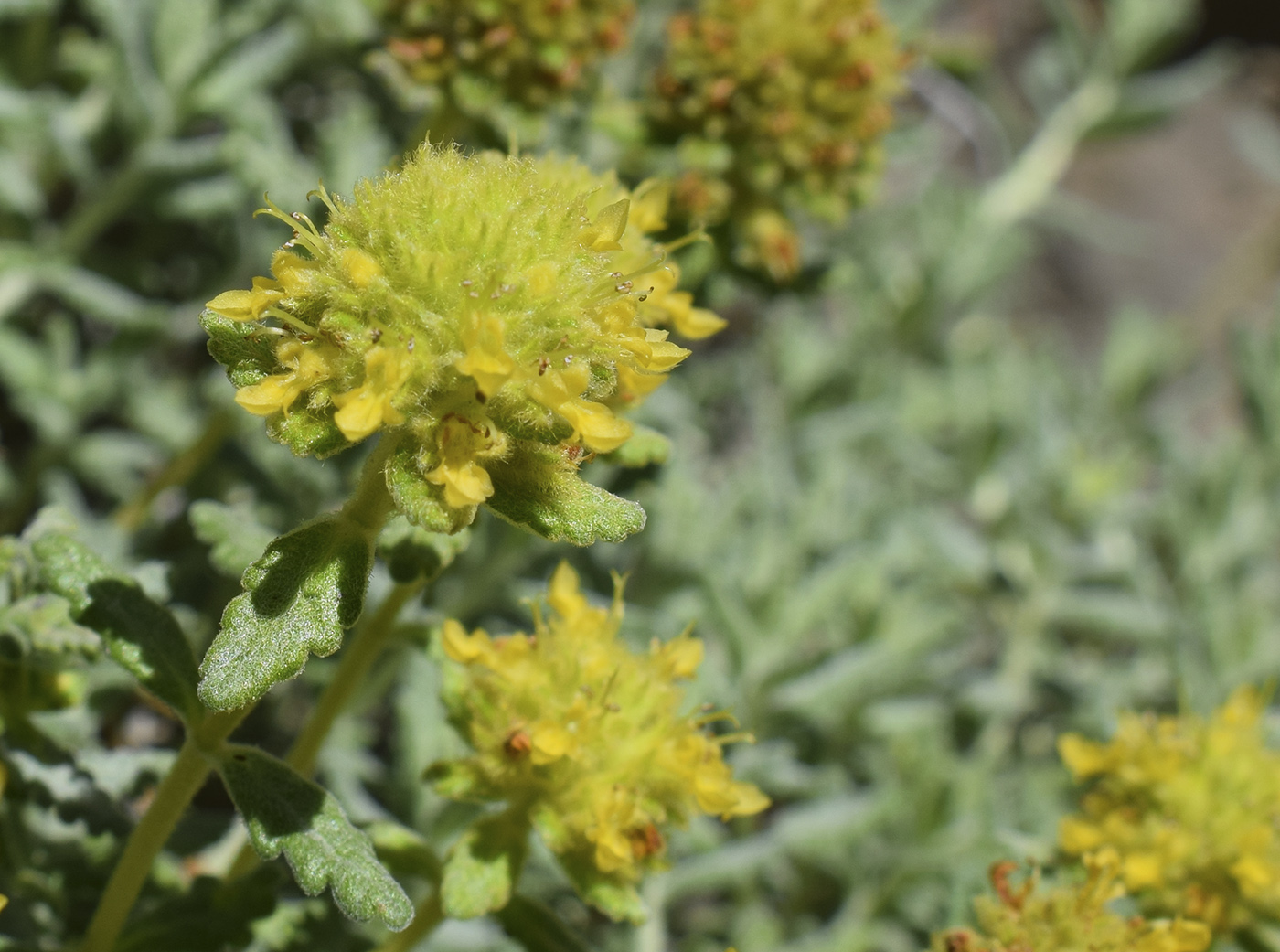 Image of Teucrium aureum specimen.