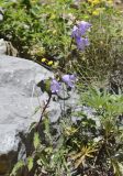 Campanula trachelium. Цветущее растение. Испания, автономное сообщество Каталония, провинция Барселона, комарка Бергеда, муниципалитет Сальдес, подножие горы Педрафорка, окр. смотр. площадки \"Гресолет\", 1557 м н.у.м., подножие каменистого склона северной экспозиции. 16.07.2020.