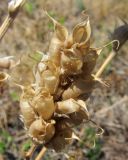 Oxytropis spicata