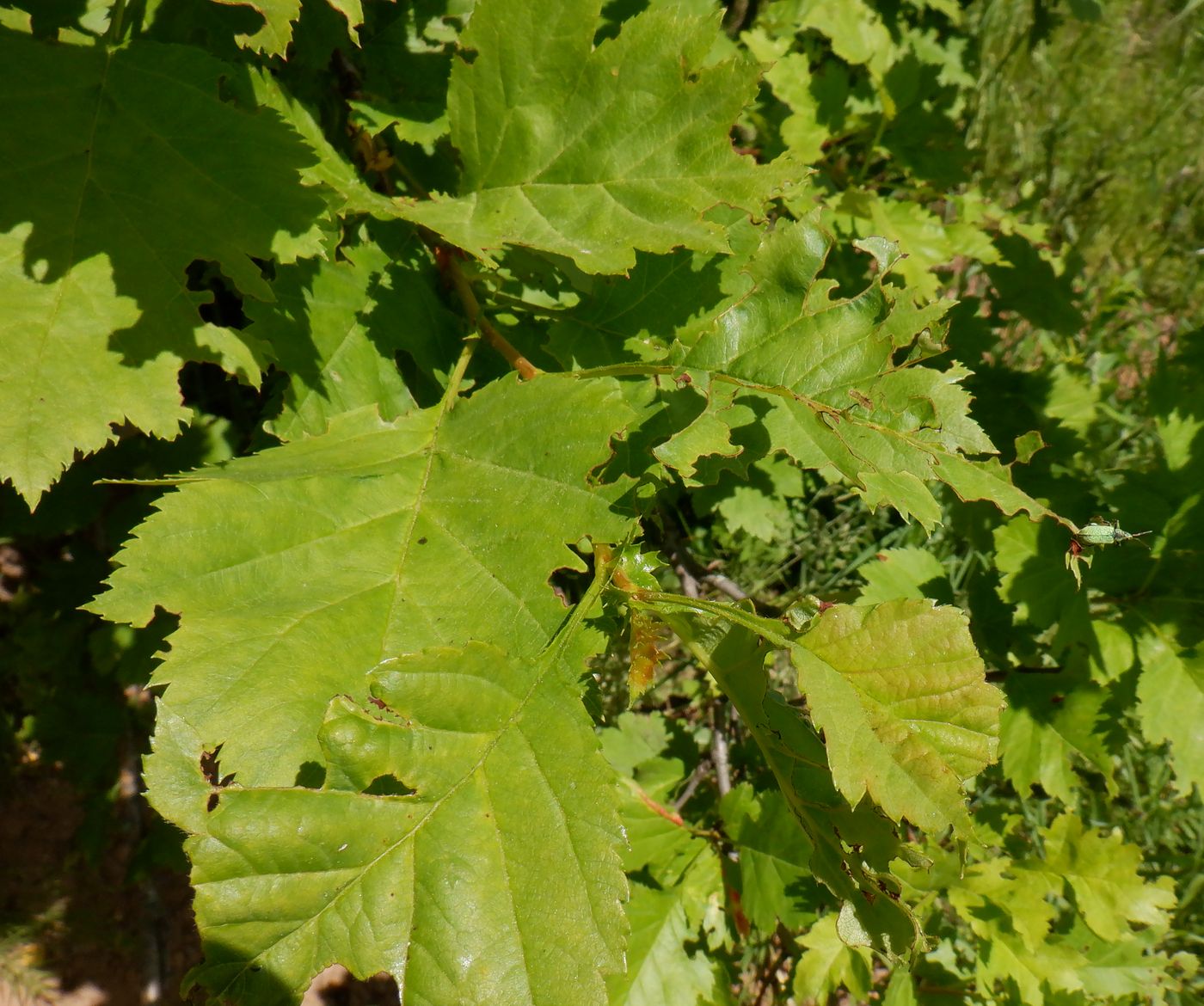 Изображение особи Crataegus chlorocarpa.