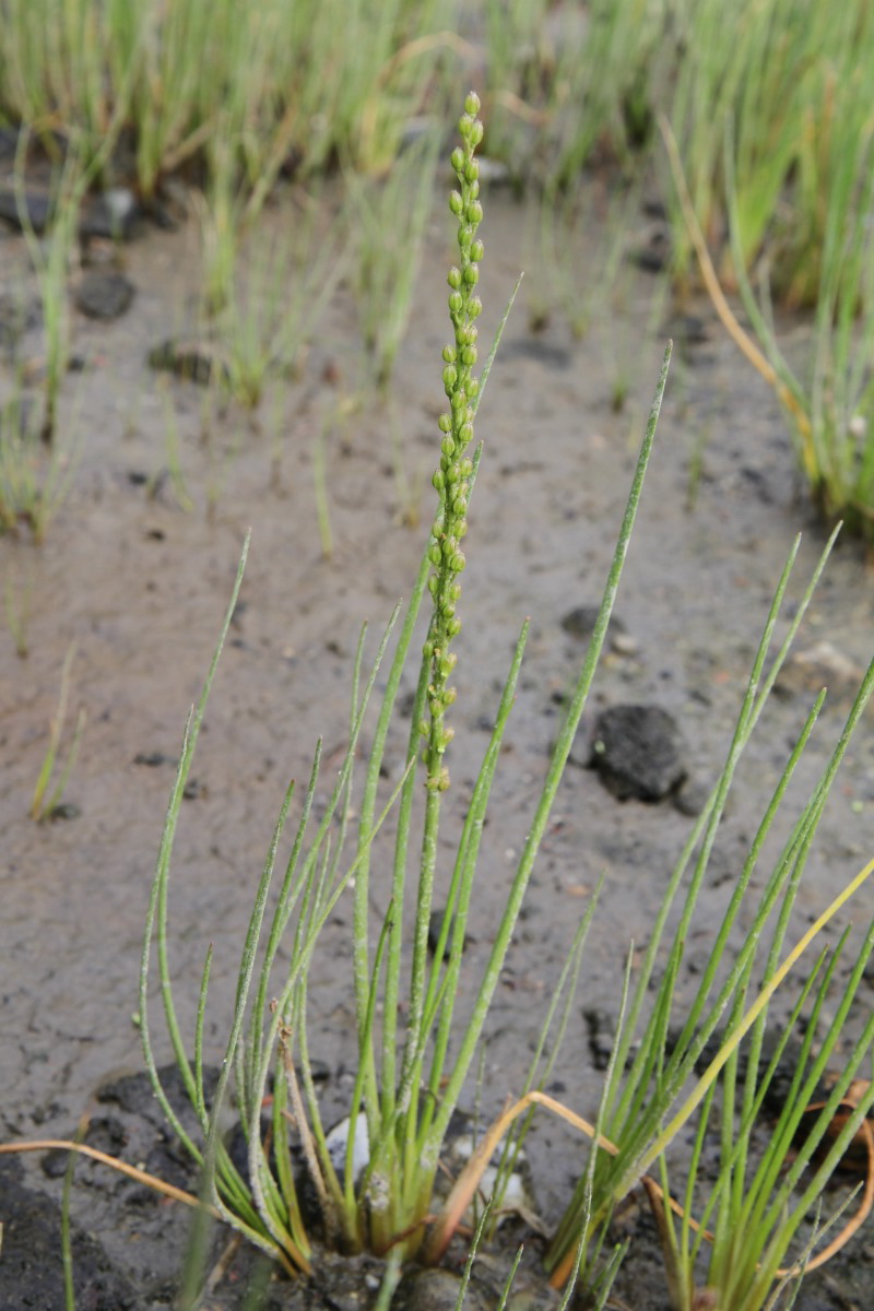 Image of Triglochin maritima specimen.