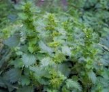 Urtica urens