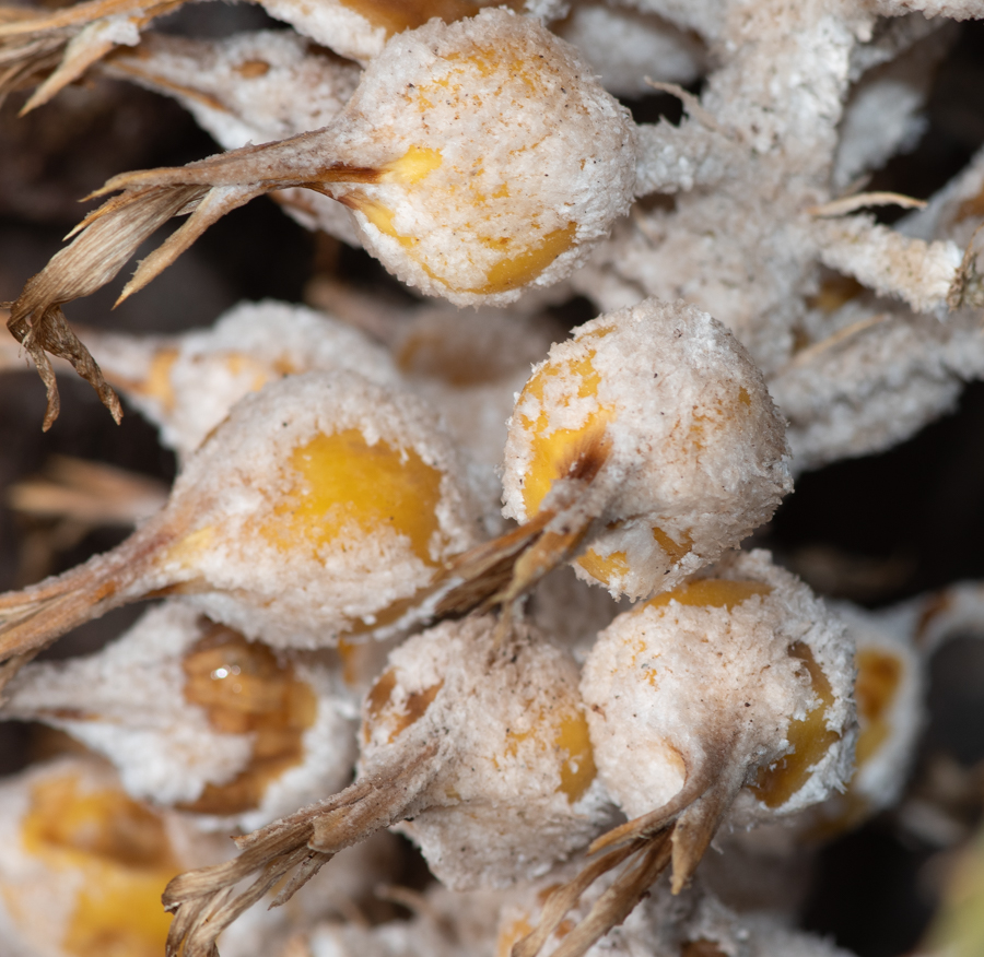 Image of familia Bromeliaceae specimen.