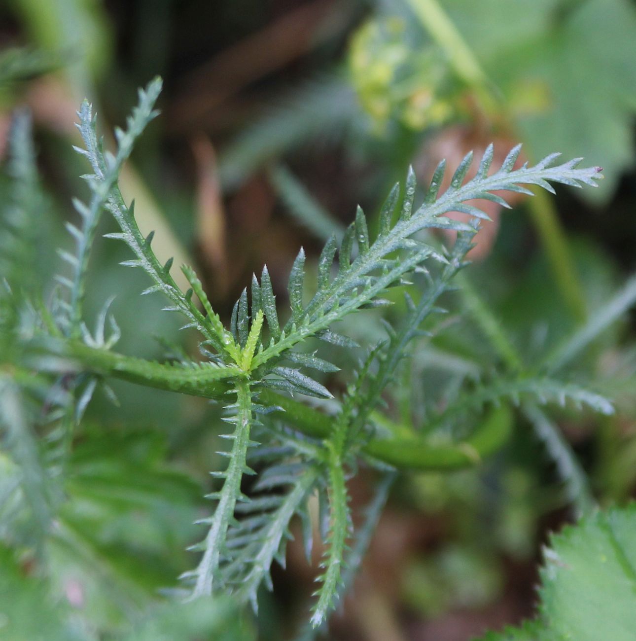 Image of Achillea ledebourii specimen.