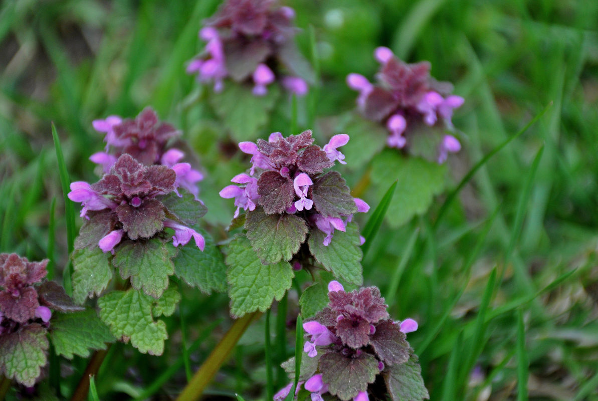 Изображение особи Lamium purpureum.