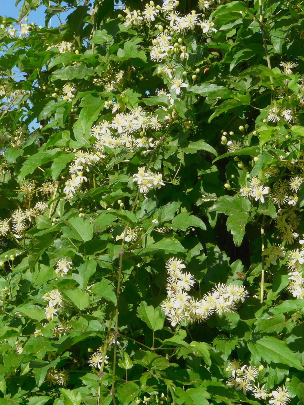 Image of Clematis vitalba specimen.