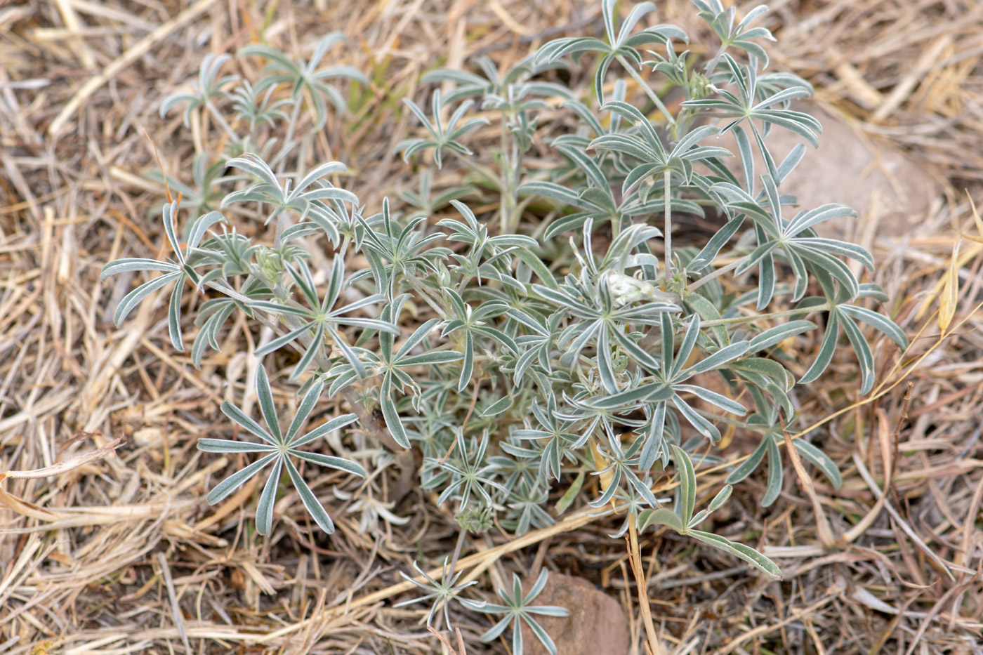 Изображение особи Lupinus mutabilis.