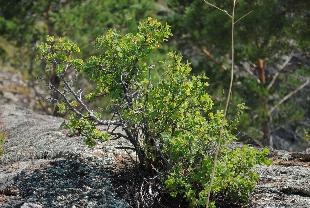 Изображение особи Lonicera microphylla.