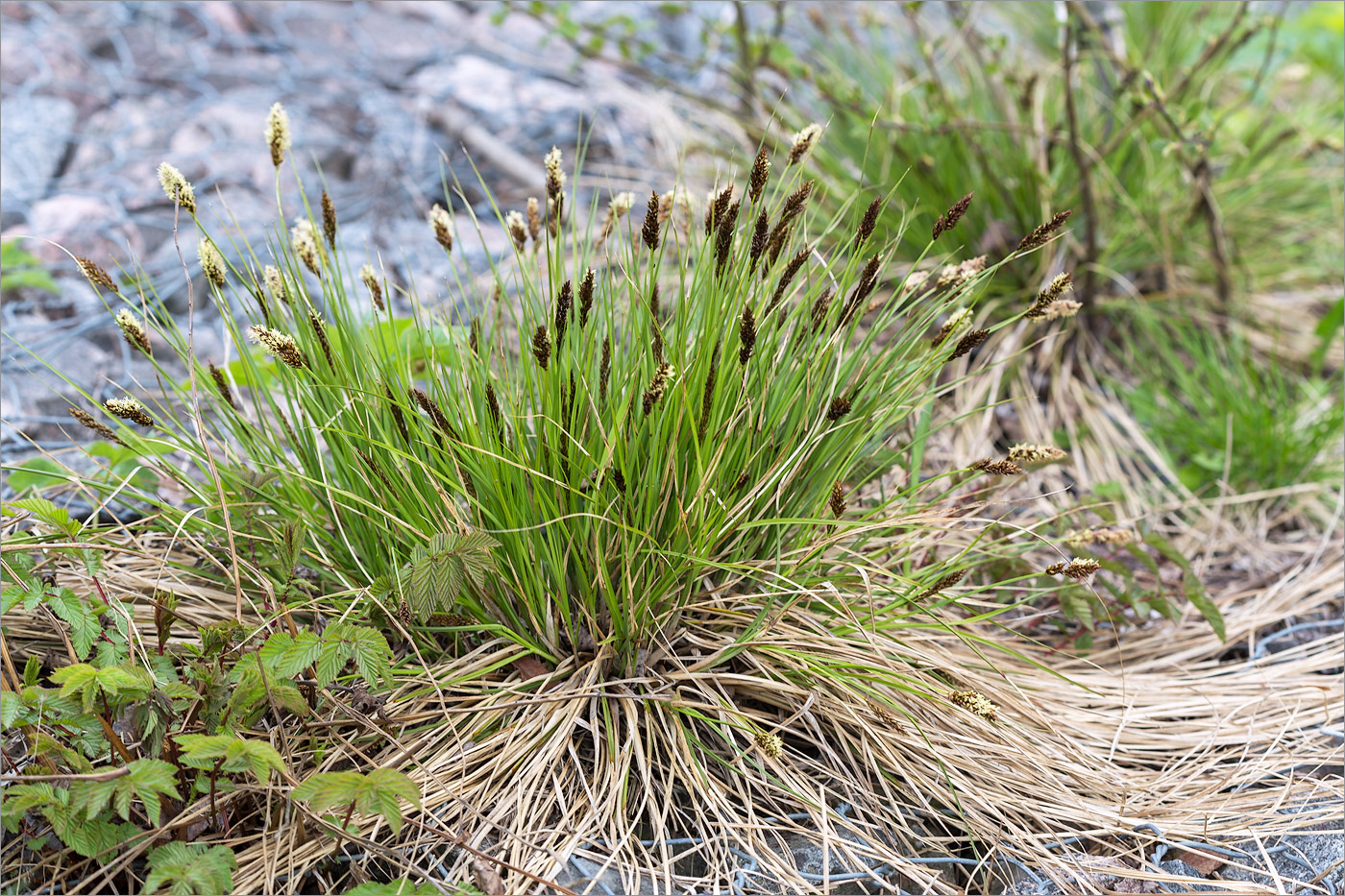 Изображение особи Carex appropinquata.