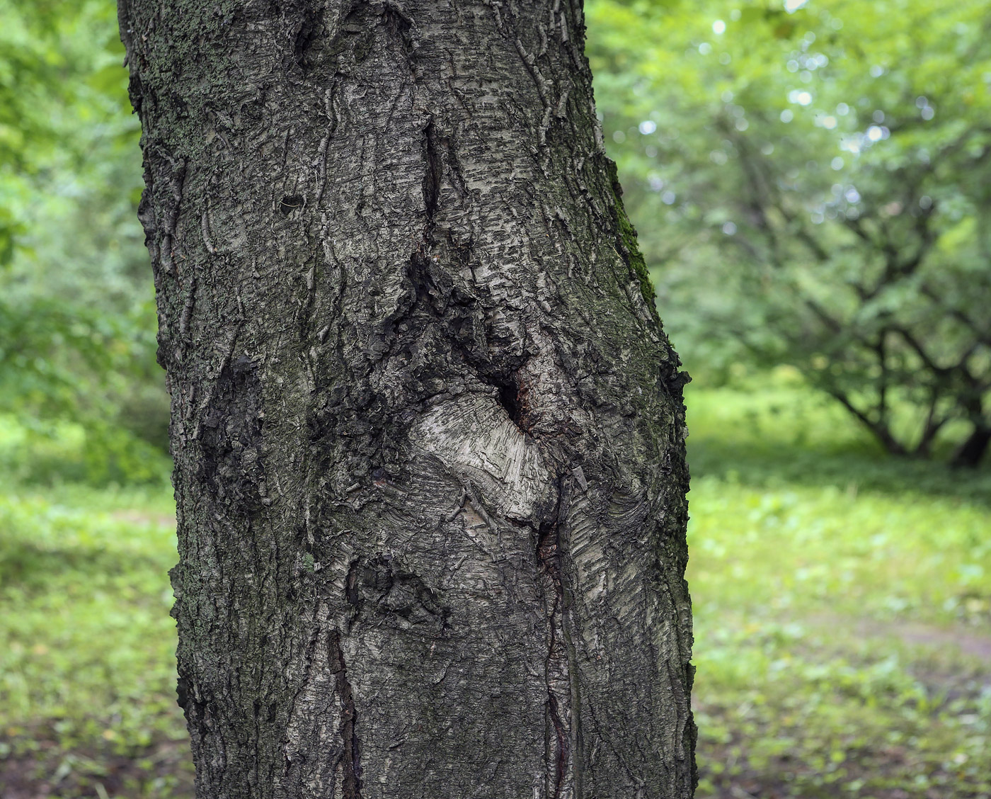 Image of genus Betula specimen.