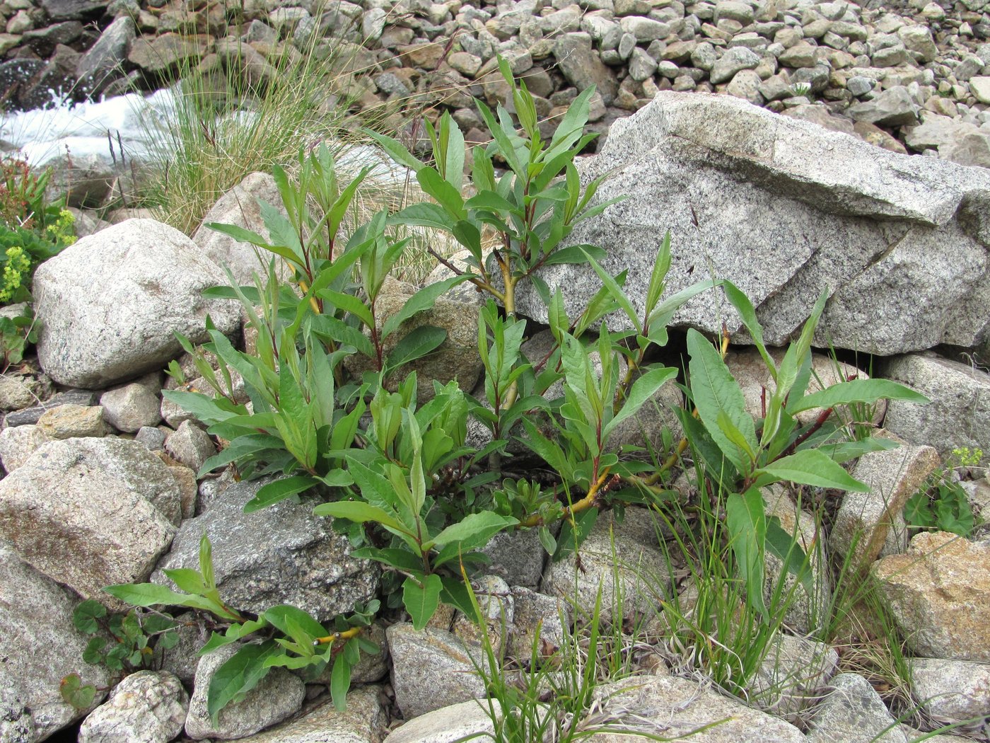 Image of genus Salix specimen.