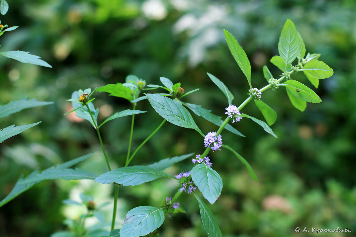 Image of Mentha arvensis specimen.