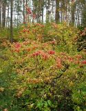 Euonymus verrucosus. Куст с осенней раскраской листьев.Чувашия, окрестности г. Шумерля, сосняк возле Низкого поля. 3 октября 2008 г.