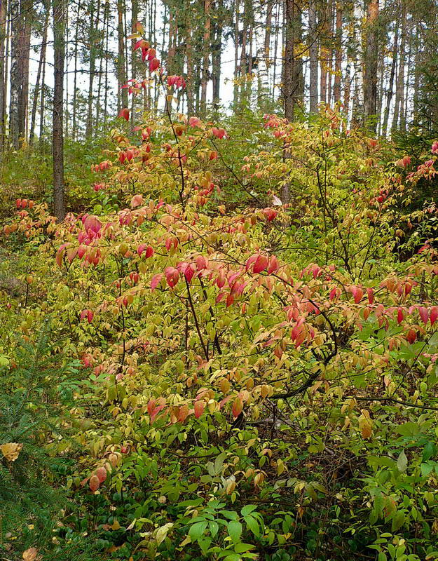 Изображение особи Euonymus verrucosus.