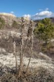 Asphodeline taurica. Высохшие отплодоносившие растения. Крым, Белогорский р-н, окр. с. Белая Скала, щебнистый меловой склон у подножья горы Ак-Кая. 06.01.2021.