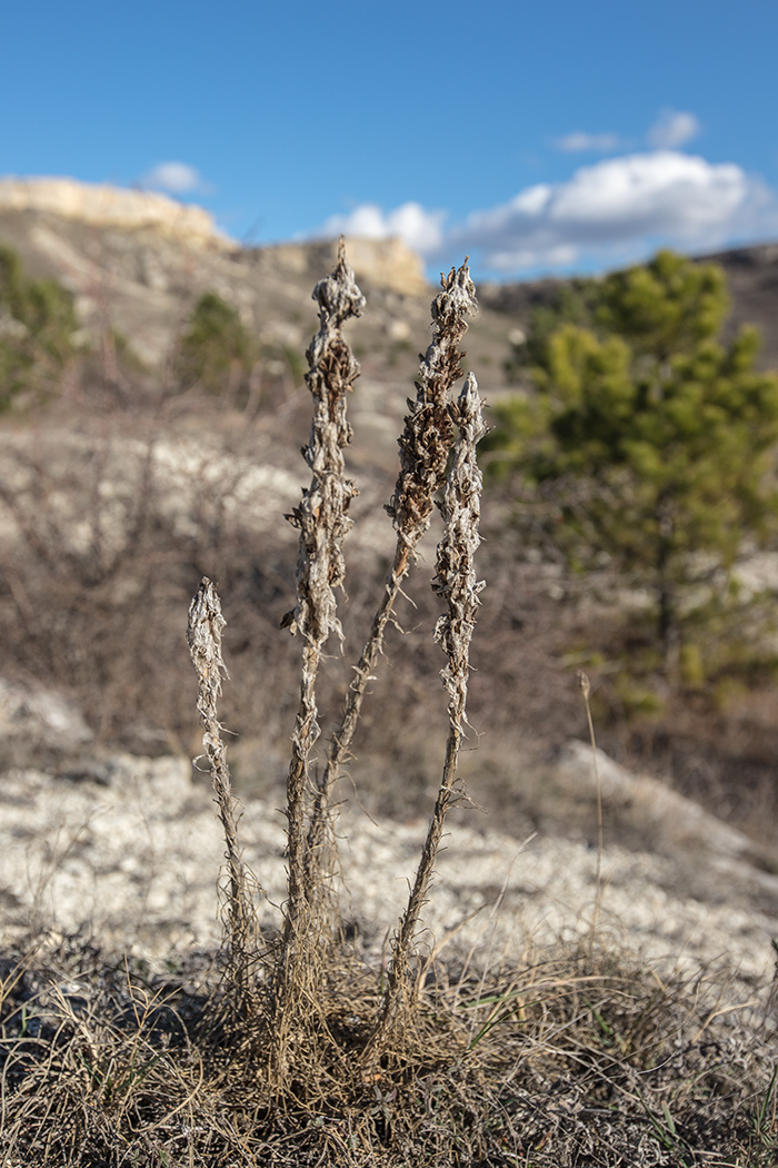 Image of Asphodeline taurica specimen.