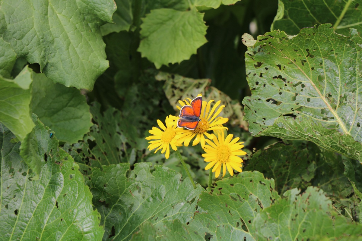 Image of Doronicum macrophyllum specimen.