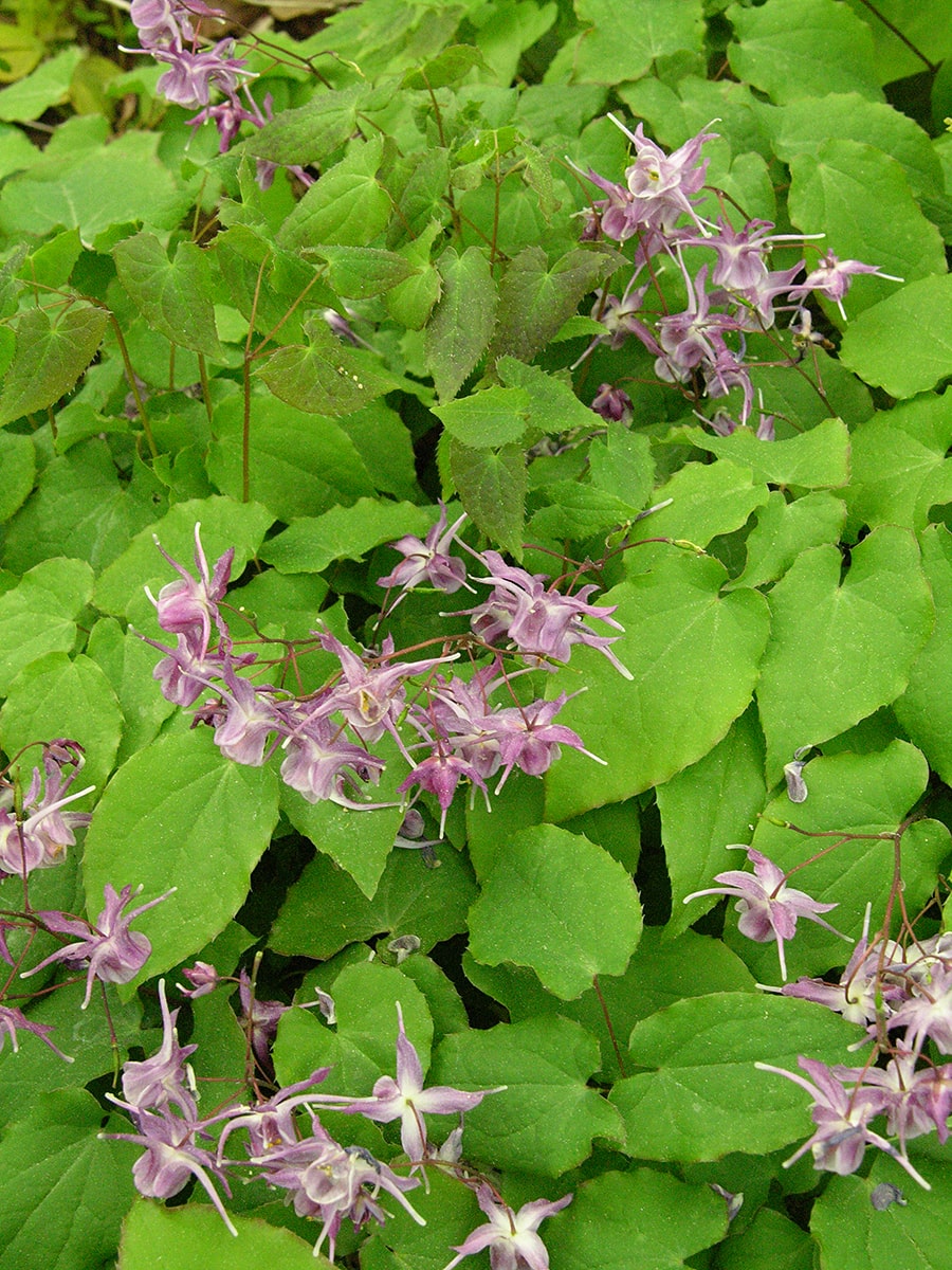 Image of Epimedium grandiflorum specimen.