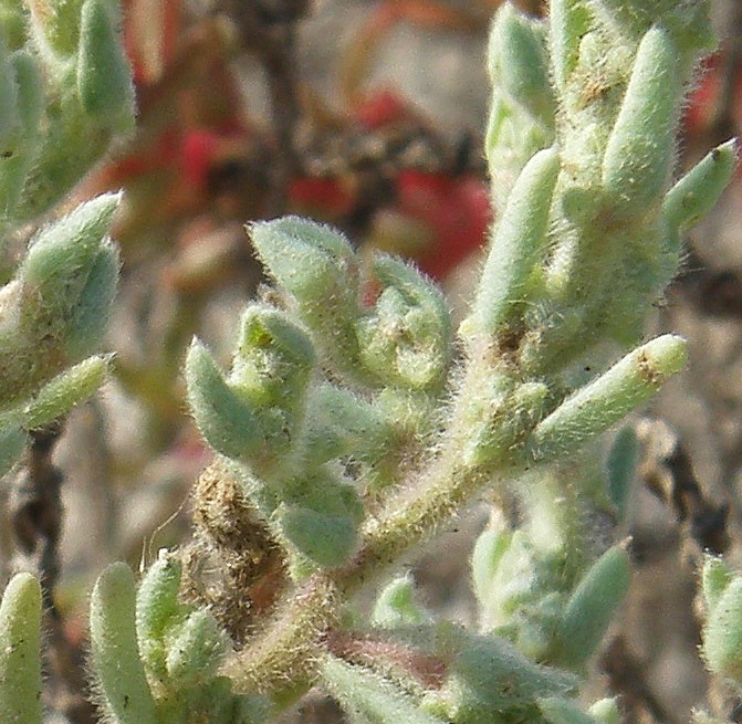 Image of Spirobassia hirsuta specimen.