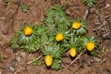 Eranthis longistipitata