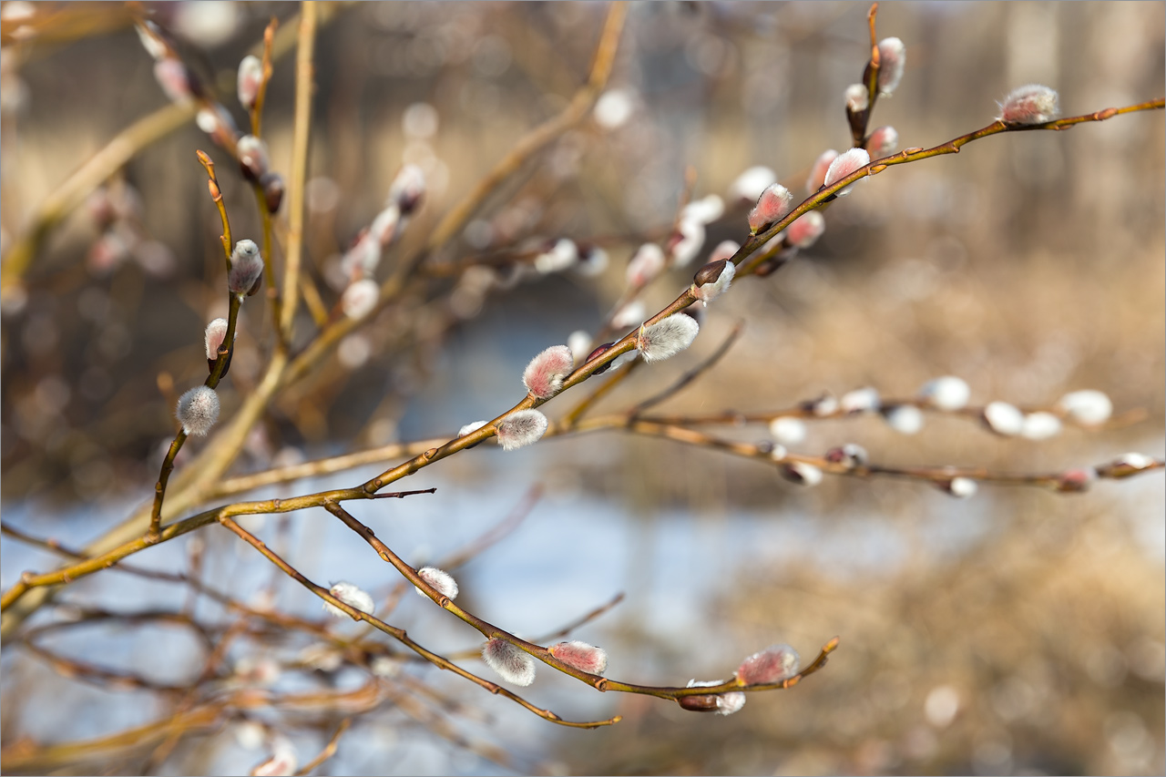 Image of Salix caprea specimen.