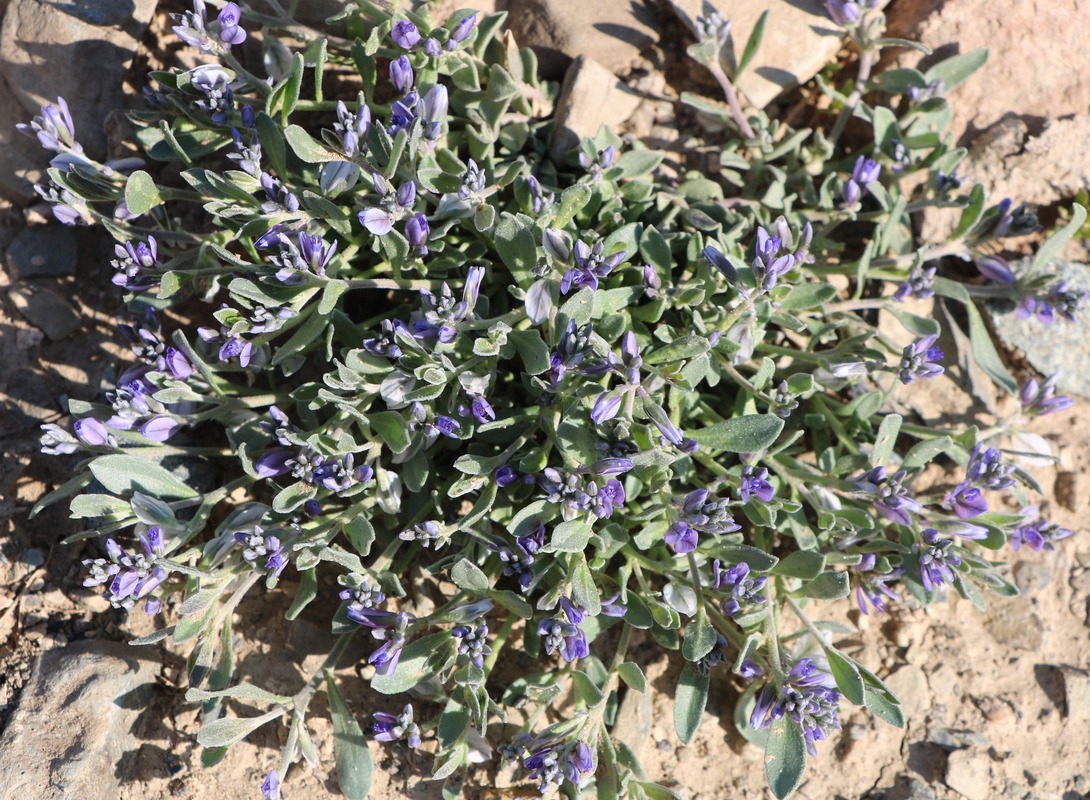 Image of Polygala hohenackeriana specimen.